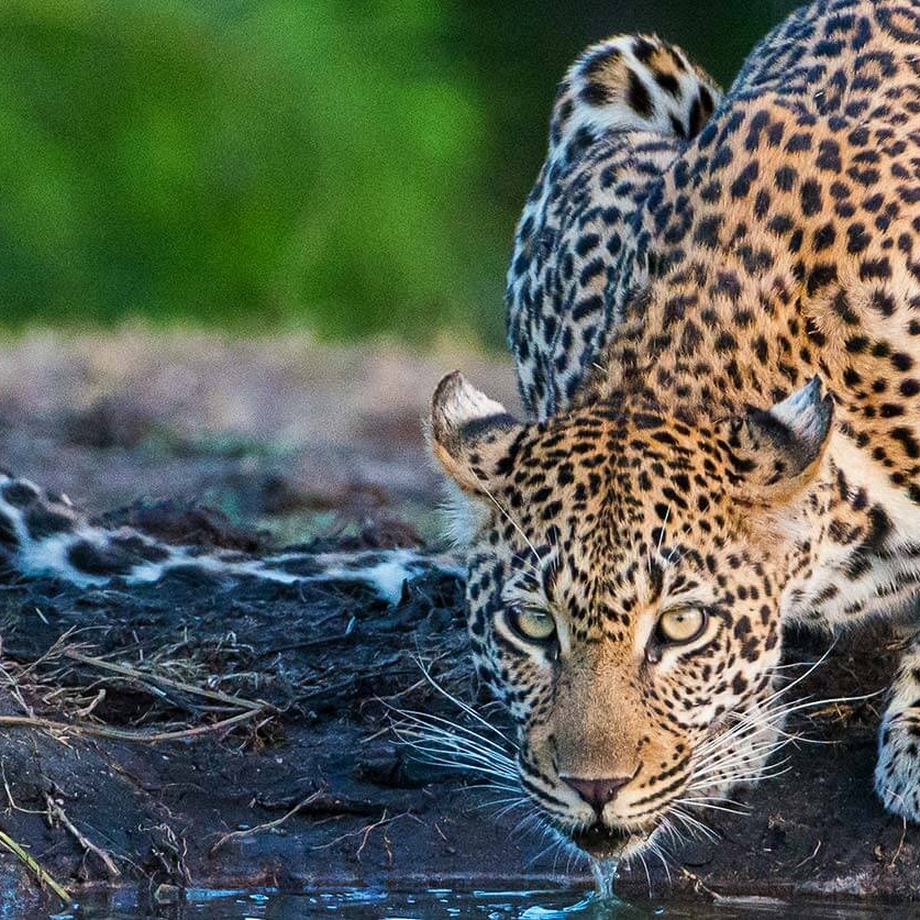 Sabi Sabi game drive leopard - South Africa Kruger Safari