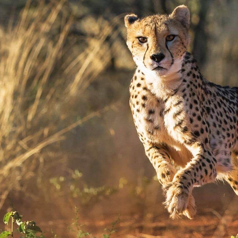 Cheetah at Okonjima Nature Reserve, Namibia - AfriCat Foundation - Namibia Highlights Vacation