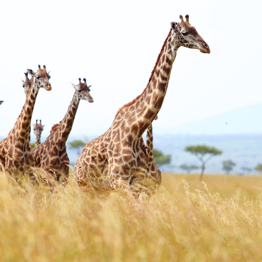 Kenya Safari - Giraffes - Angama Mara Camp
