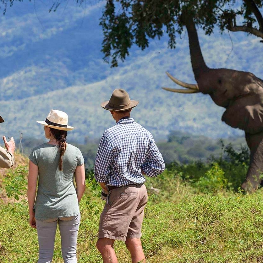 Elephant on Walking Safari - John's Camp Zimbabwe - South Luangwa, Mana Pools, and Victoria Falls Adventure Package