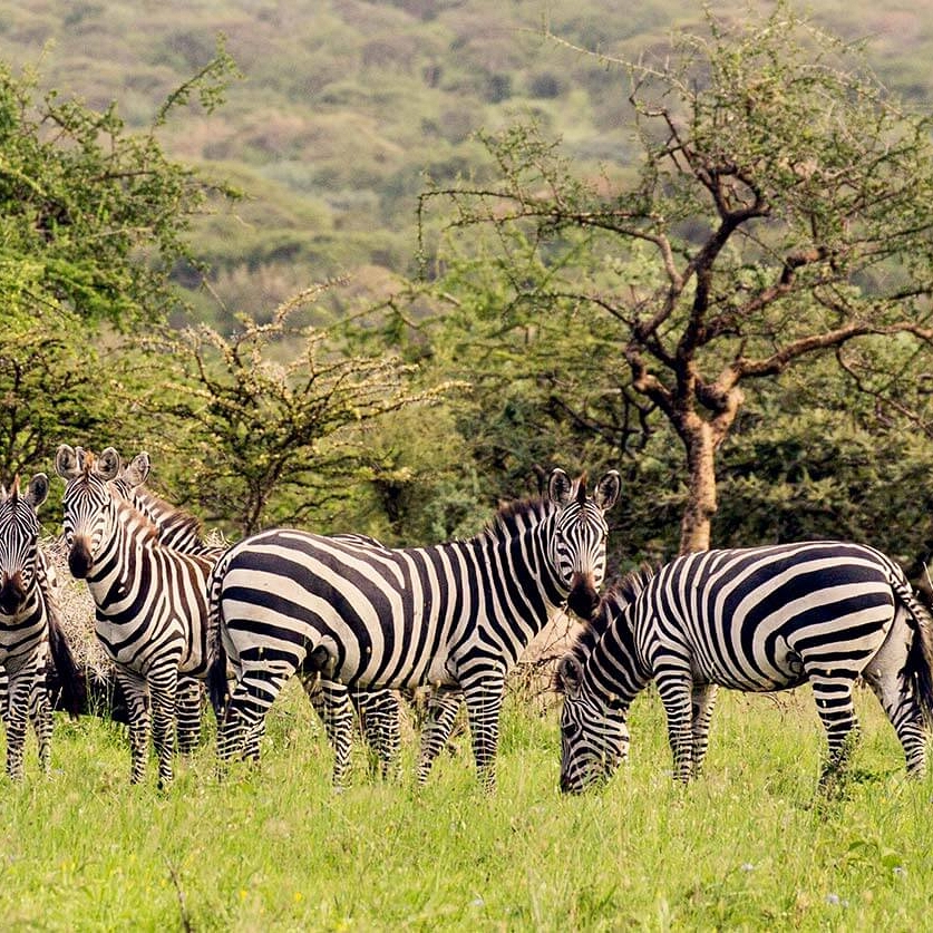 Zebras on Mwiba Wildlife Reserve - Serengeti Safari - Tanzania Safari Tours: Ultimate Northern Circuit Package