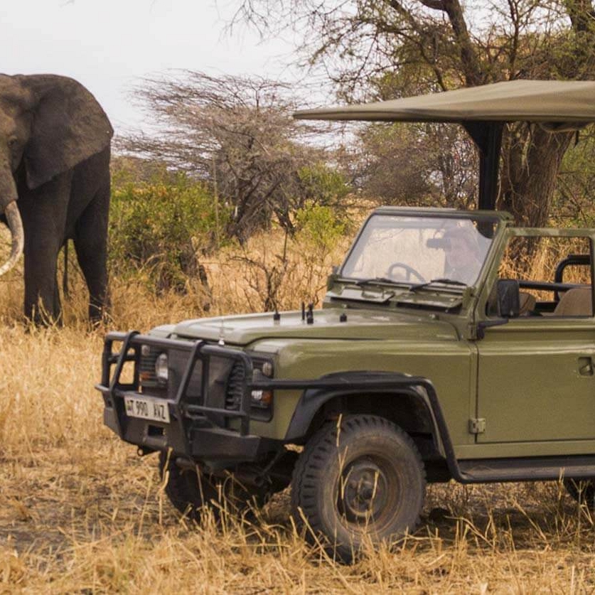 Elephants on Game Drive - Little Chem Chem - Tanzania Safari Tours: Ultimate Northern Circuit Package