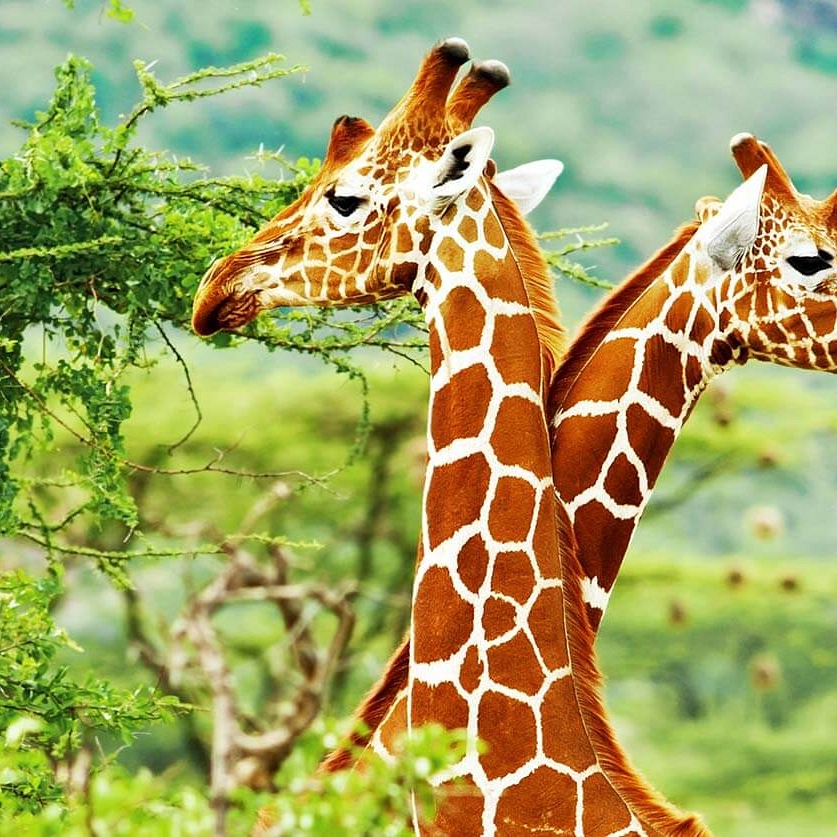 South Africa Kruger Safari - Sabi Sands Safari - Giraffes - South Africa Honeymoon: Luxury Highlights Tour
