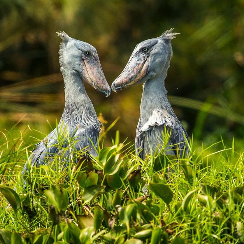 Shoebills - Murchison Falls Safari - Ugandan Adventure: Gorilla Safari Tour