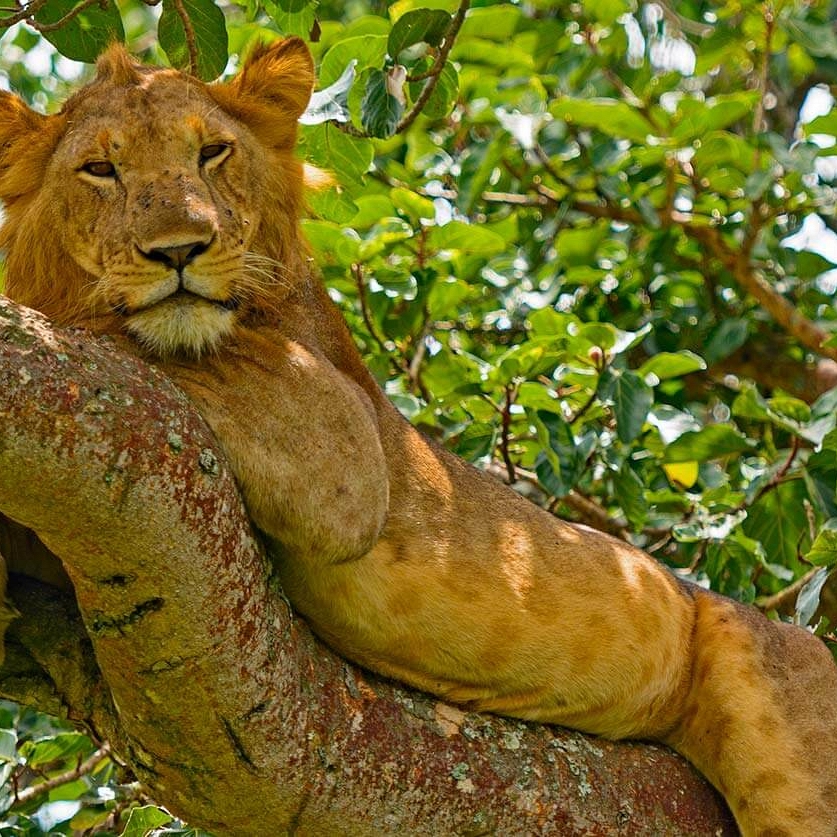 Tree Climbing Lions - Ishasha, Queen Elizabeth National Park - Ugandan Adventure: Gorilla Safari Tour