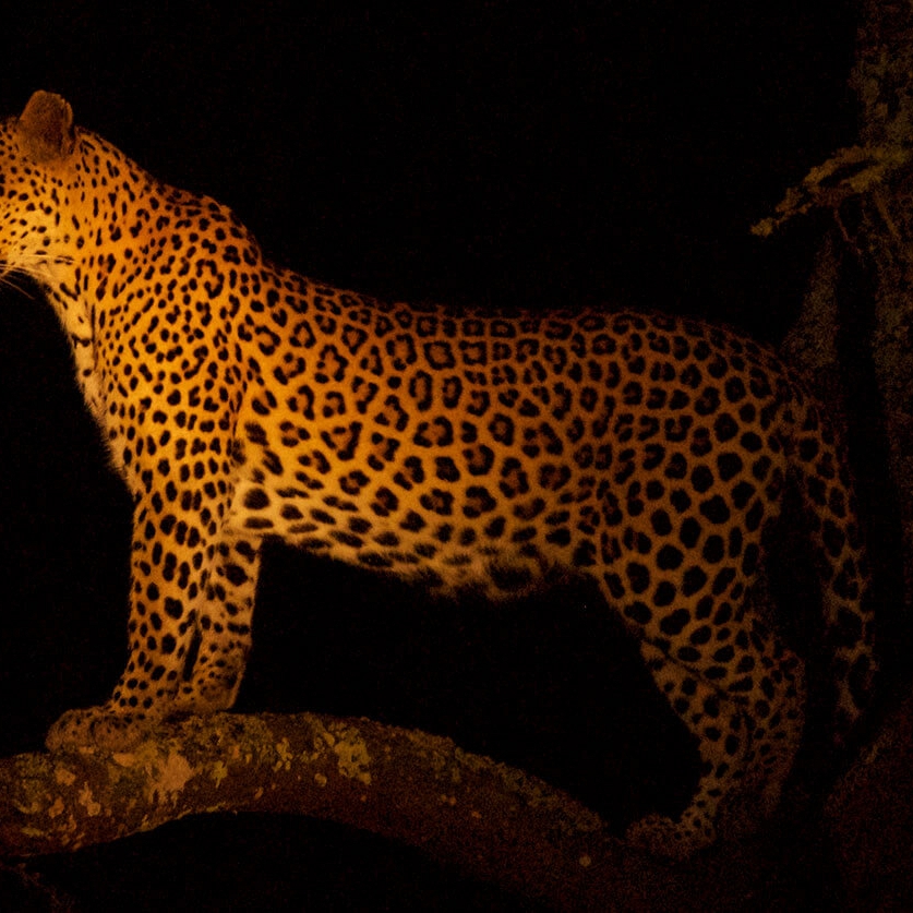 Leopard at Night - Lake Mburo Safari Uganda - Ugandan Adventure: Gorilla Safari Tour