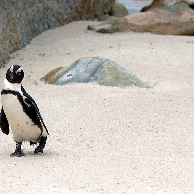 Penguin on Boulders Beach Cape Town - South Africa Travel Packages