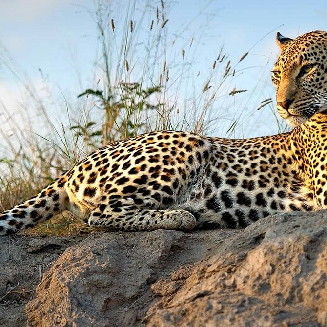 Kruger Safari Sabi Sands - Leopard at Simbambili Game Lodge