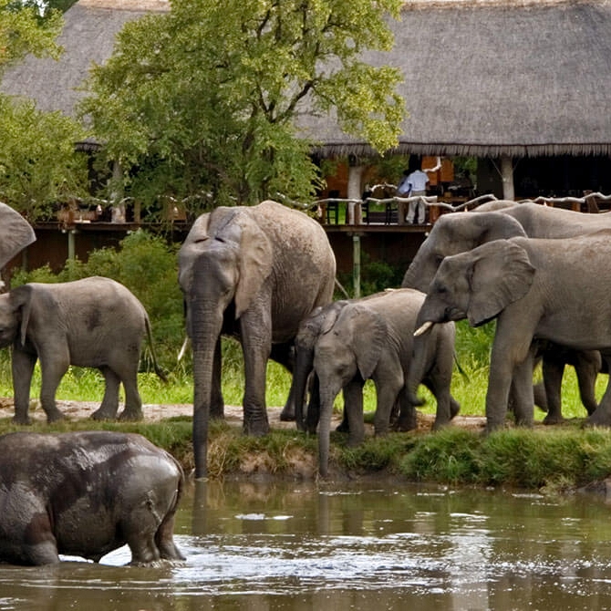 Kruger Safari Sabi Sands - Elephants in Front of Simbambili Game Lodge