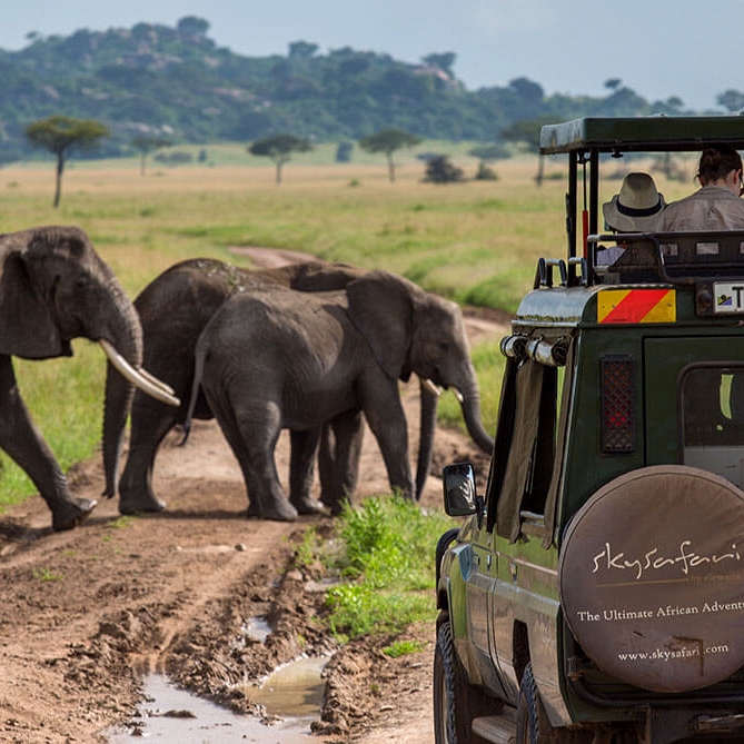Serengeti Pioneer Camp - Elephants on Big 5 Game Drive - Tanzania Safari Honeymoon