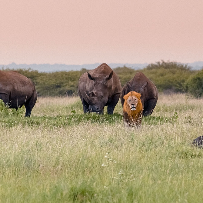 Big 5 Game Drive - Luxury South African Safari: andBeyond Phinda and Sabi Sands