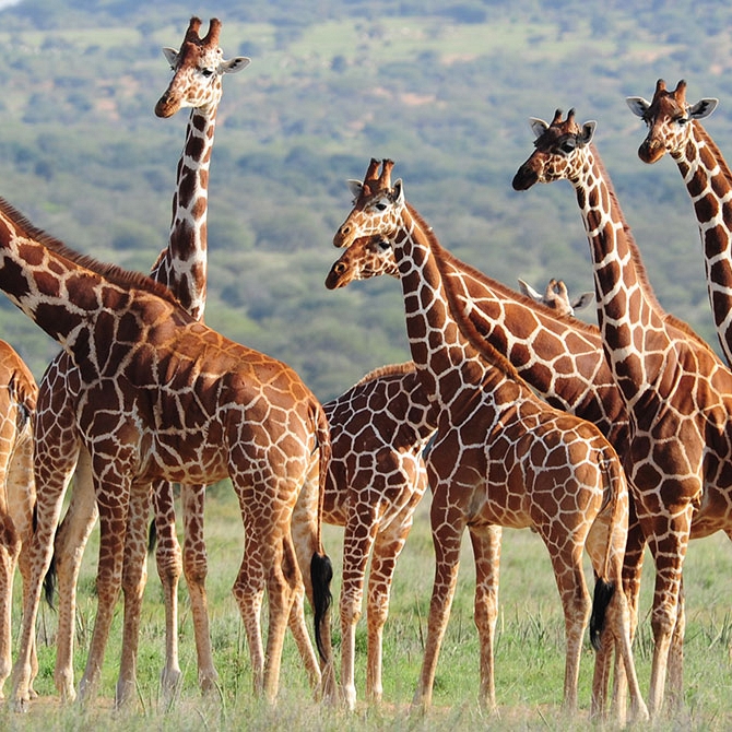 Giraffes Spotted on Karisia Walking Safaris - Kenya Walking Safari: A Walk in the Wild Travel Package