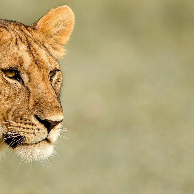 Singita Faru Faru Lodge - Lioness on a Serengeti Great Migration Safari - Tanzania Highlights: Tarangire, Ngorongoro, and Serengeti Safari