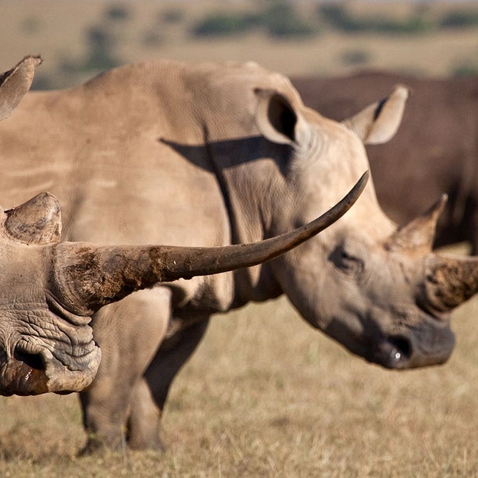 Kenya Safaris - Rhinos on Solio Game Conservancy - Romantic Kenya: Giraffe Manor and Masai Mara Safari