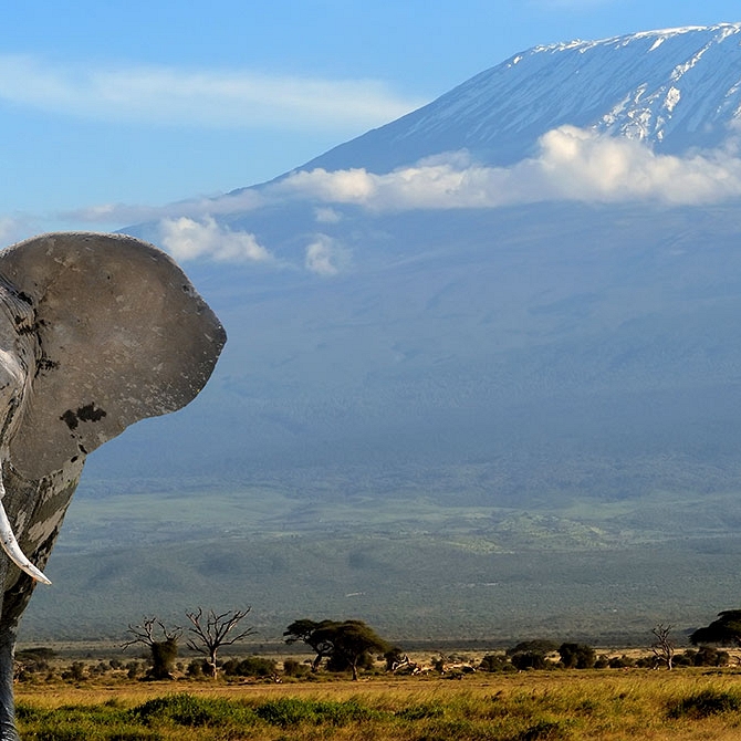 Elephant in Front of Mt Kilimanjaro - Amboseli National Park Kenya - Luxury Air Safari: Kenya Adventure Package