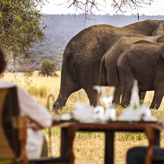 See Wild Elephants at Breakfast - Little Chem Chem - East African Safari: Kenya and Tanzania Luxury Tour