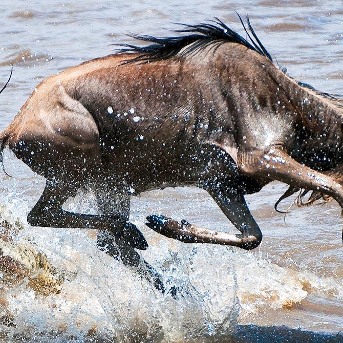 Plan Your Great Migration Safari - Mara Plains Camp Kenya - East African Safari: Kenya and Tanzania Luxury Tour