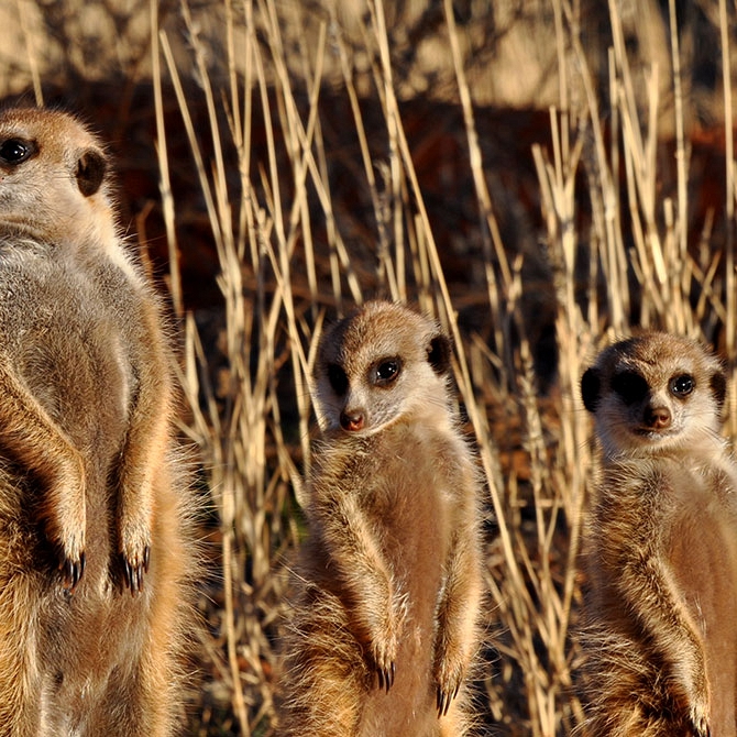 Habituated Meerkats at Tswalu Kalahari Game Reserve - Cape Town Explorer and Family Safari Adventure