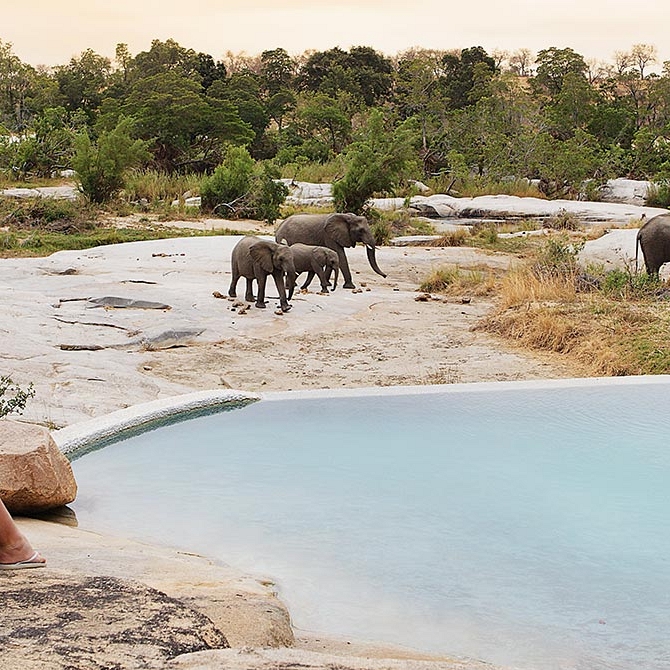 Elephants at the Pool, Londolozi Private Granite Suites, Sabi Sand - Cape Town Explorer and Family Safari Adventure