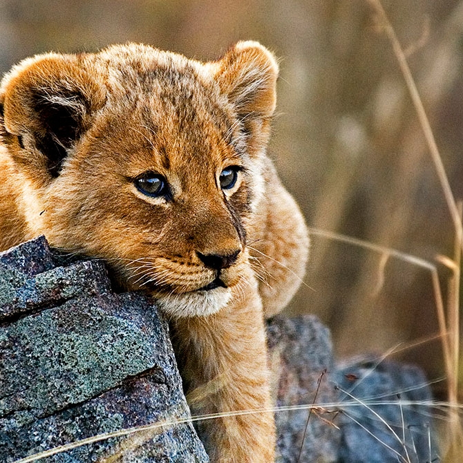 Lion Cub in Kruger National Park, Londolozi Sabi Sands Safari - Cape Town Explorer and Family Safari Adventure