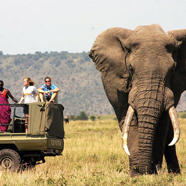 Elephant on Safari in Masai Mara National Reserve, Kenya - Great Migration Tours and Safaris