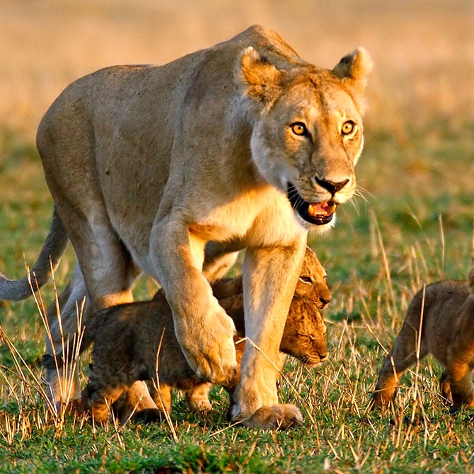 Lioness and Her Cubs in Hwange National Park