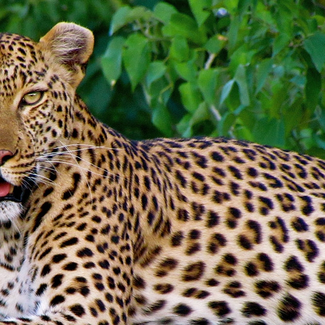 Leopard in the Trees, Sabi Sands, Kruger Safari South Africa