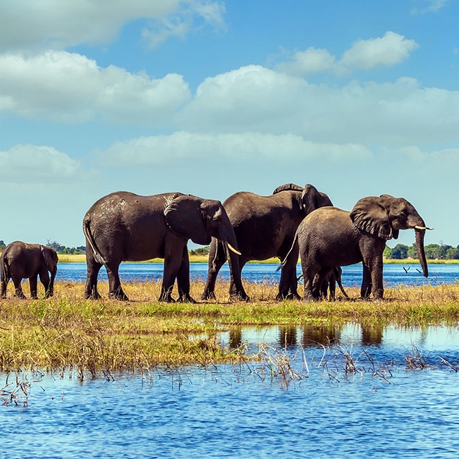 Elephants in Chobe National Park - Zambezi Queen River Cruise