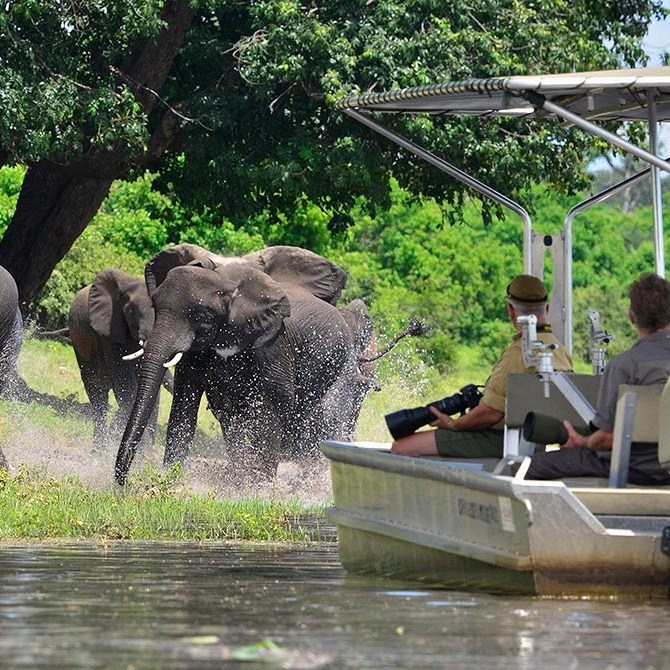 Elephants in the Chobe River - Excursion from Zambezi Queen River Cruise
