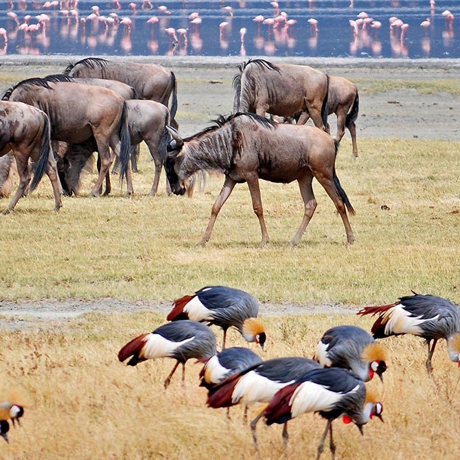 Game Drive in Ngorongoro Crater, Tanzania