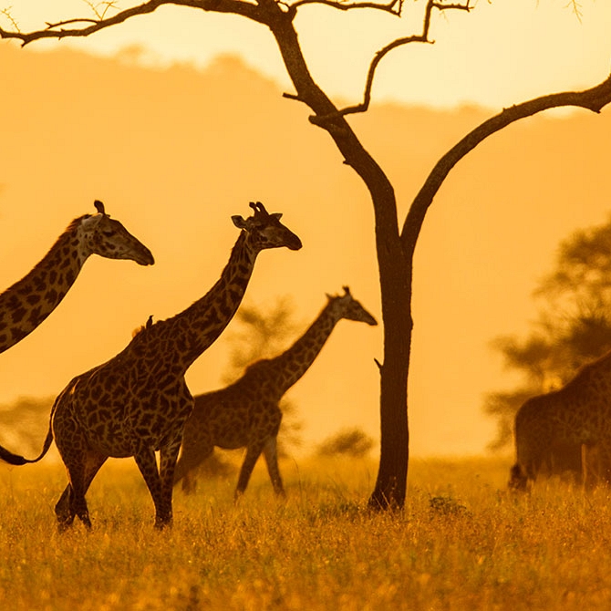 Giraffes on the Plains of East Africa at Sunset
