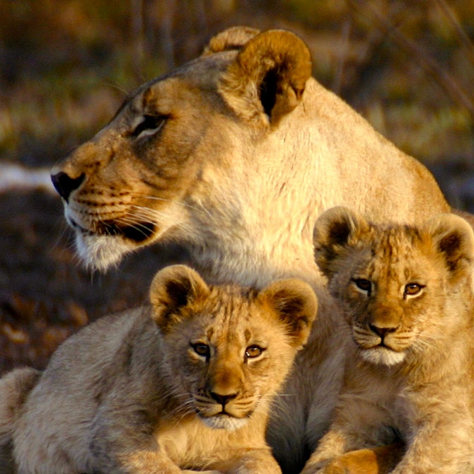 Lions at Jamala Madikwe - Best South Africa Safari Tours