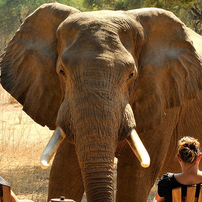 Elephant Walking Up to Safari Lodge Guests at Old Mondoro Camp