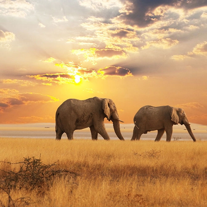 Elephants at Sunset in the Savannah