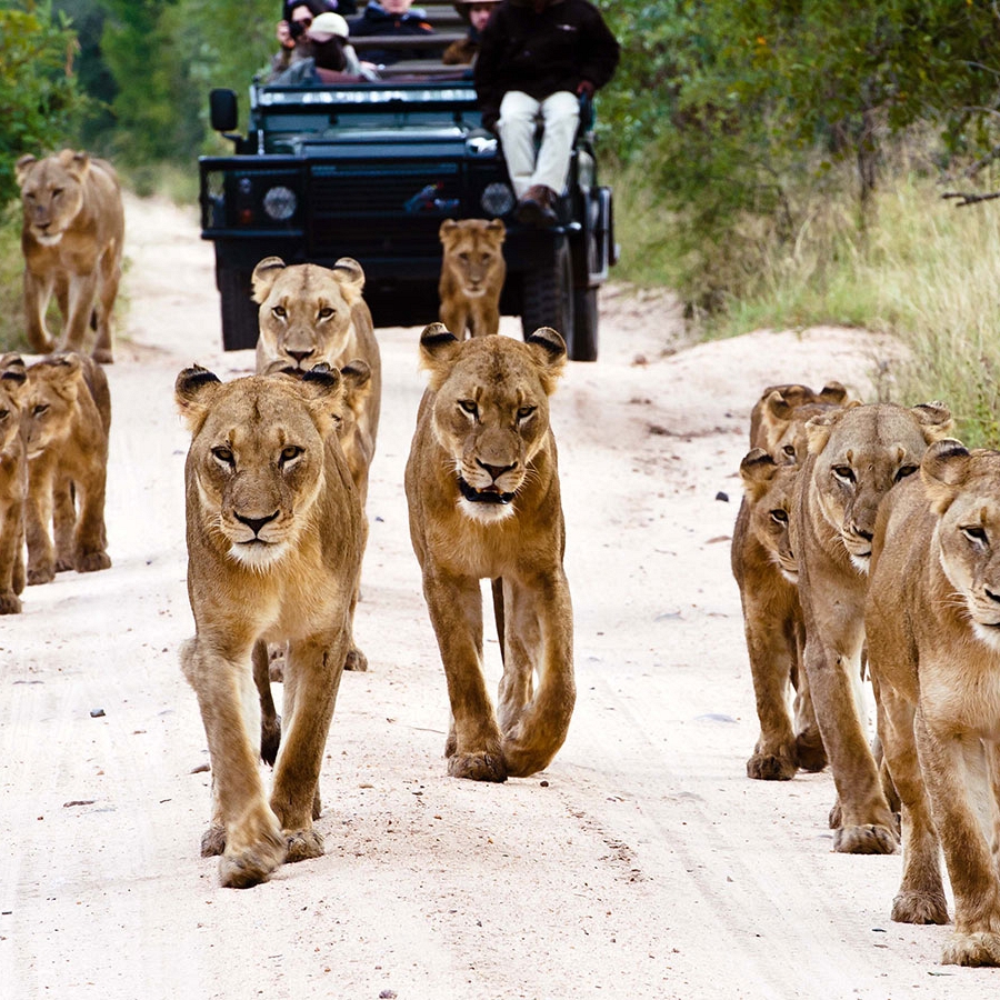 Lions on the Road in Kruger - South Africa Luxury Safari Vacations