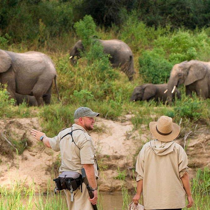 Walking with Elephants at Dulini, Sabi Sands - Big 5 Safari South Africa