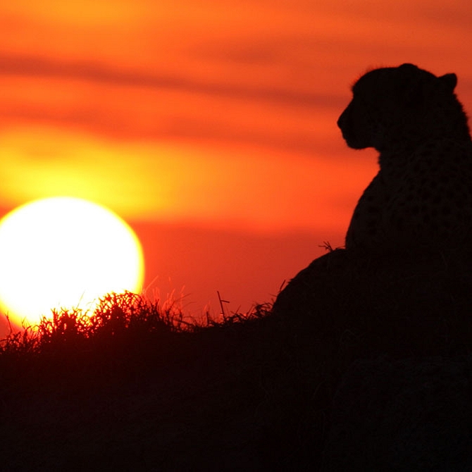 Cheetah at Sunset in the Sabi Sands - Big 5 Safari South Africa