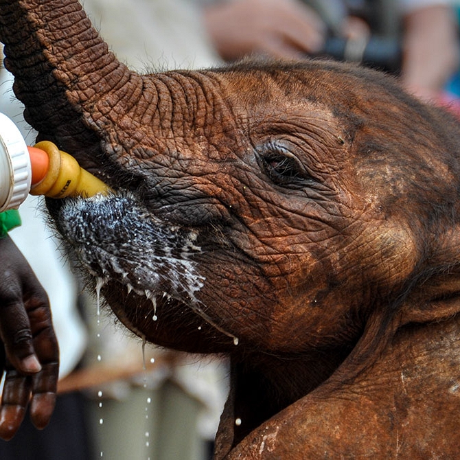 Baby Elephant Being Bottle Fed at Sheldrick Wildlife Trust in Nairobi - Sustainable Travel Africa