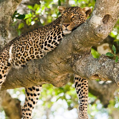 African Leopard - Best Leopard Safaris in Africa