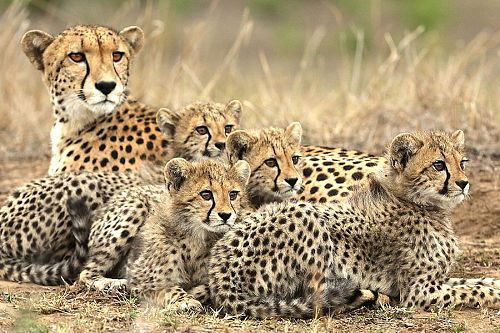 Cheetah and Cubs on &Beyond Phinda Private Game Reserve