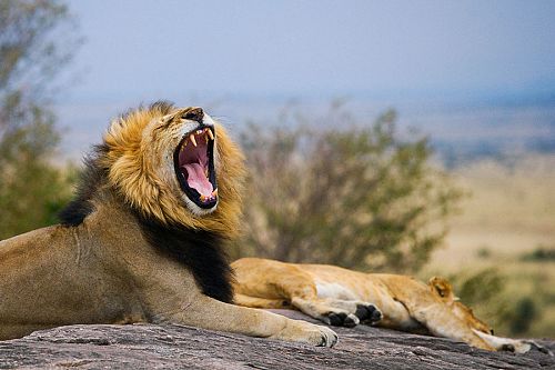 Tanzania Safari Getaway - Big 5 of Africa - Lion in Tanzania