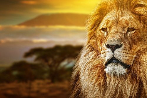 Tanzania - highlights - safari