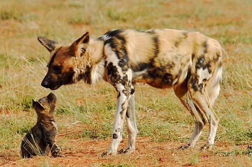 Wild dog and her pup - Tswalu Kalahari - Travel South Africa