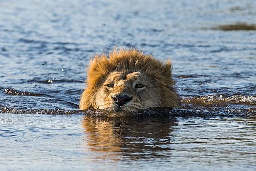 Lion Swimming Through the Okavango Delta in Botswana