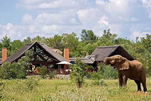 Elephant at Mateya Safari Lodge, Madikwe Game Reserve