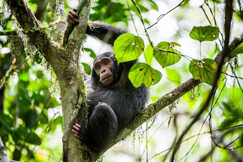 Chimpanzee Trekking in Kibale National Park - Uganda Wildlife Safari