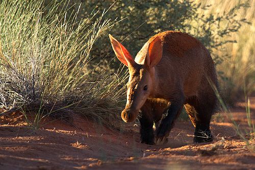 Safari Travel: Wildlife of South Africa