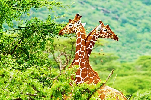 African Safari - What to Know