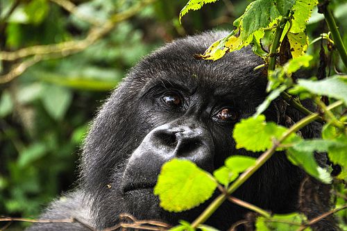 Rwanda Private Gorilla Trekking Tours