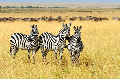 East Africa Safari Visas and Travel Requirements